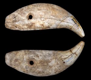 Dents d'ours percées, grotte Duruthy, musée de Toulouse