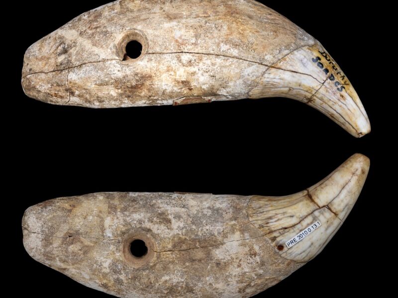 Dents d'ours percées, grotte Duruthy, musée de Toulouse