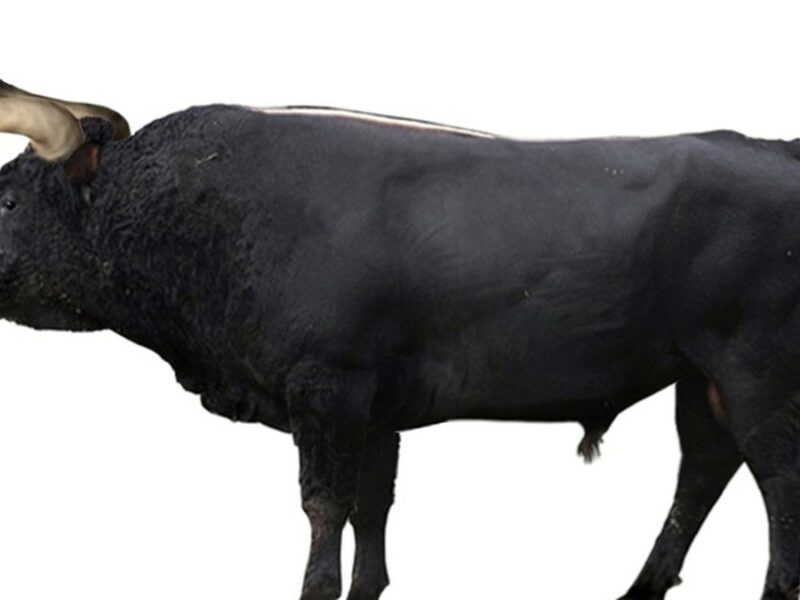 Aurochs (reconstitution), ancêtre des bovins