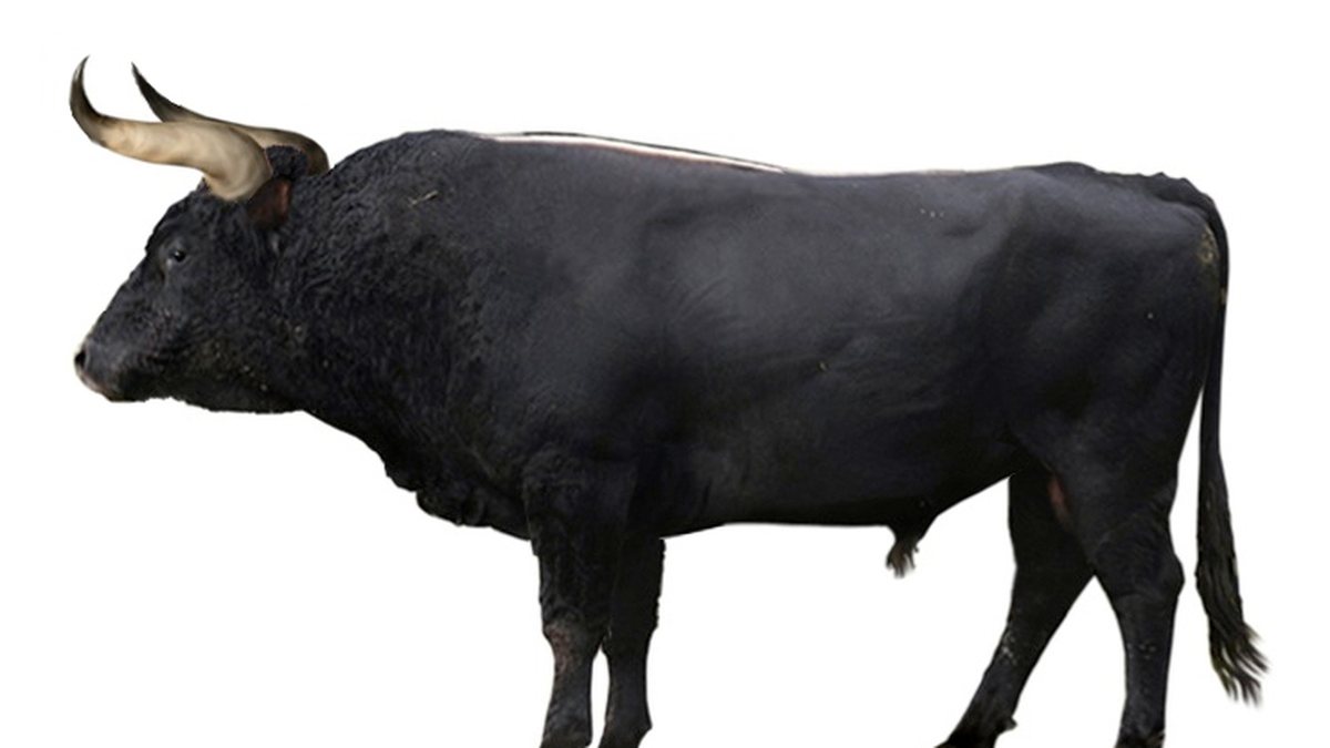 Aurochs (reconstitution), ancêtre des bovins