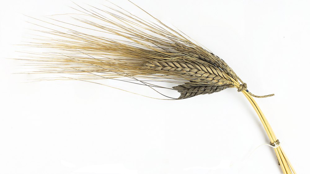 Blé amidonnier