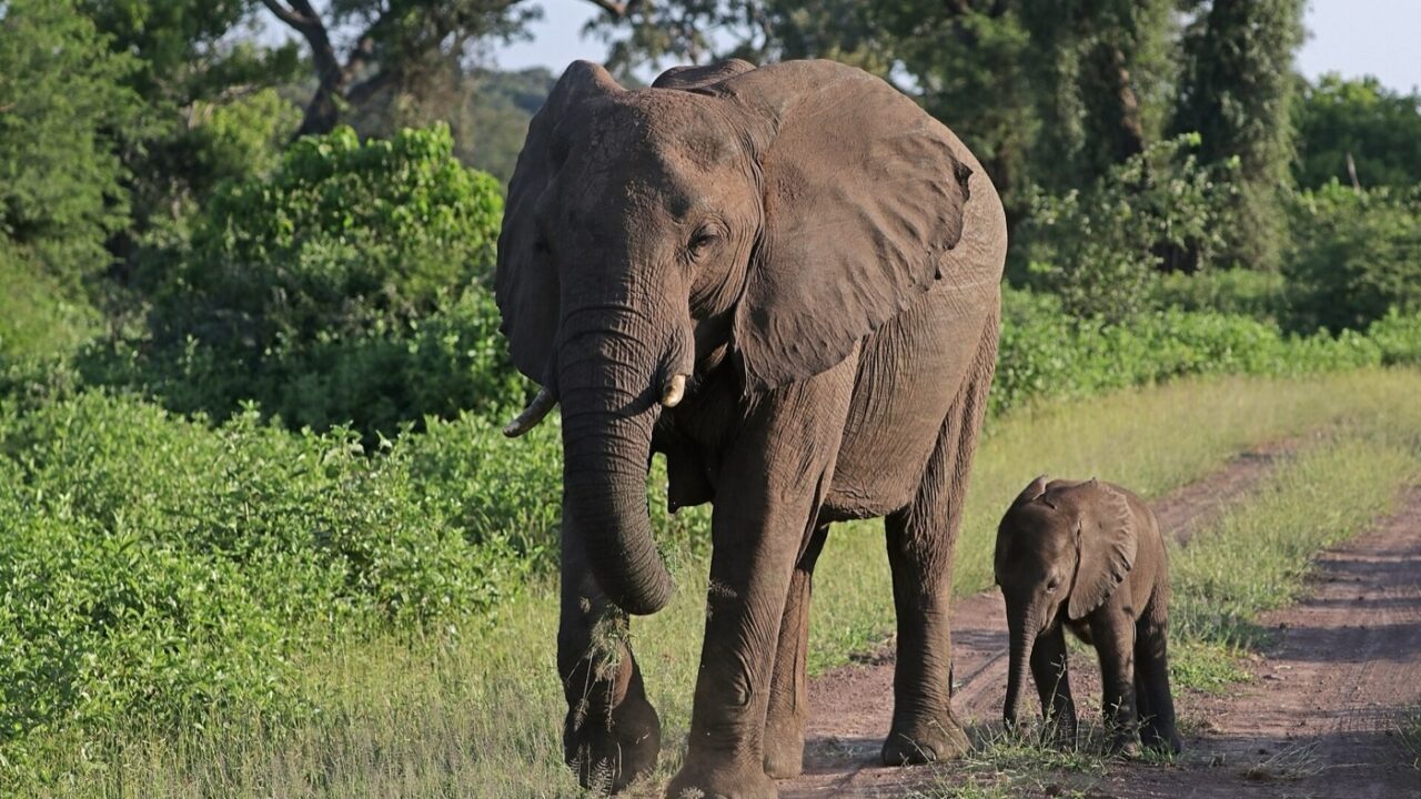 Éléphant de savane et son petit