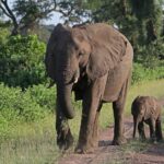 Éléphant de savane et son petit