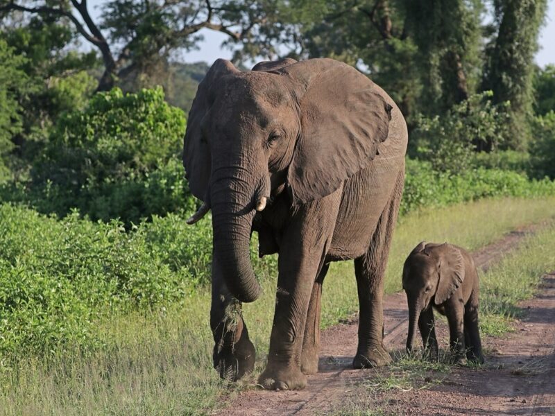 Éléphant de savane et son petit