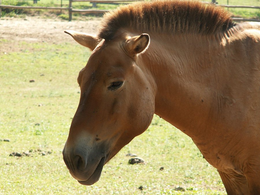 Cheval de Przewalski, au Parc du Thot