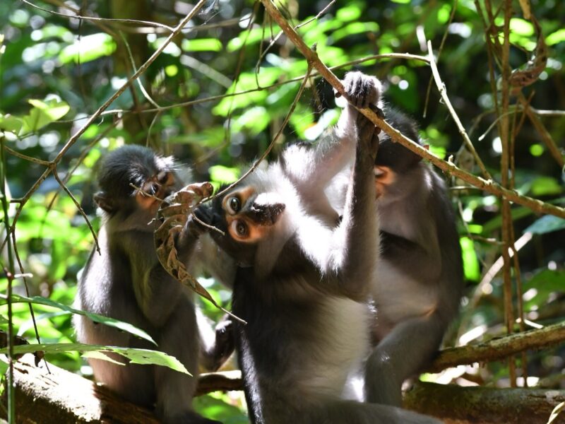 Mangabeys enfumés dans la canopée