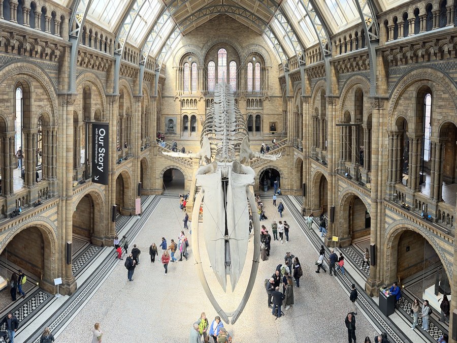 Le grand hall (Hintze Hall) du Natural History Museum