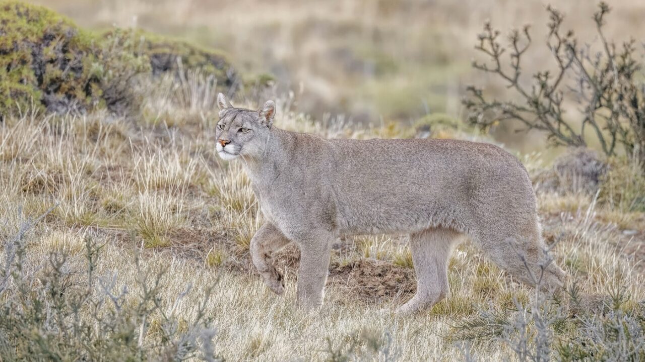 Puma concolor, le plus proche parent actuel de Miracinonyx trumani