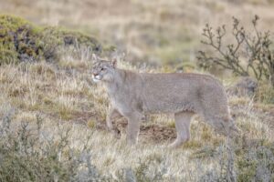 Puma concolor, le plus proche parent actuel de Miracinonyx trumani