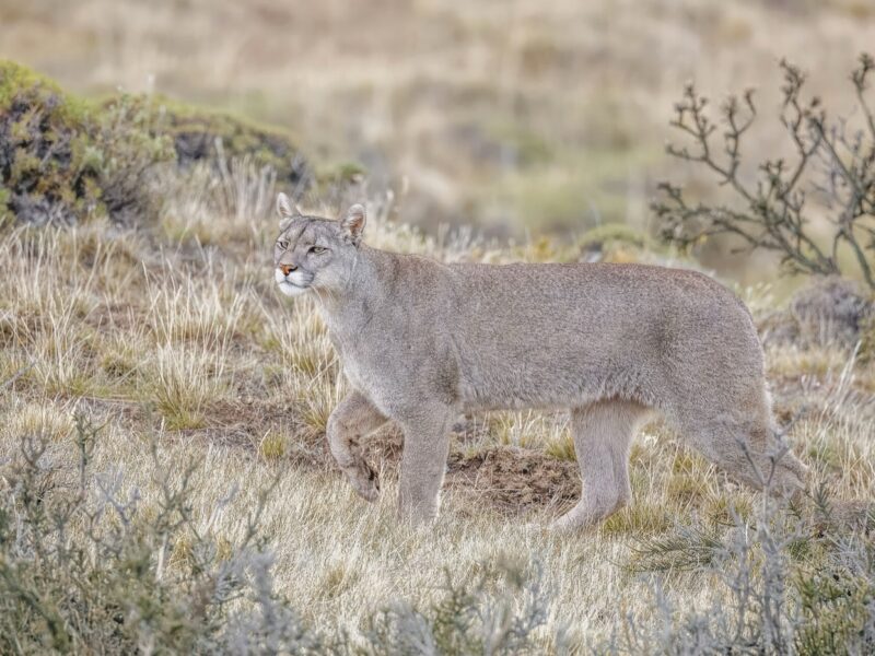 Puma concolor, le plus proche parent actuel de Miracinonyx trumani