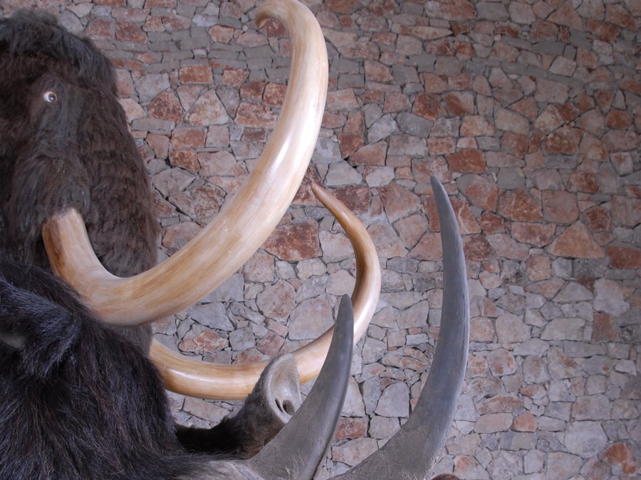 Diorama de la faune glaciaire, à Quinson