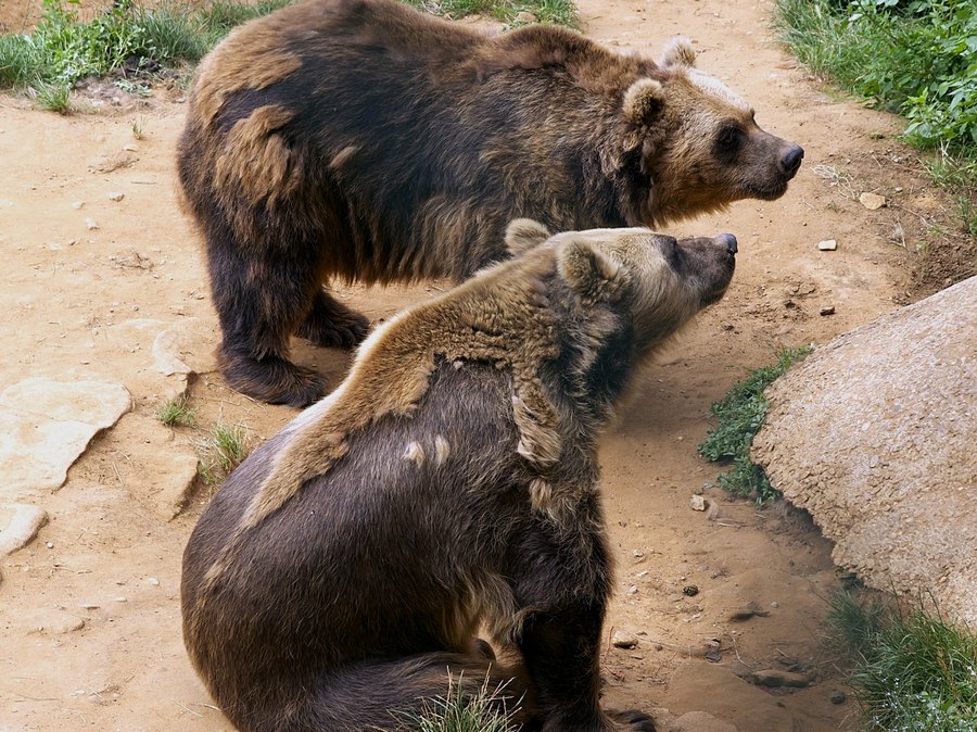 Deux ours, emblèmes du Regourdou