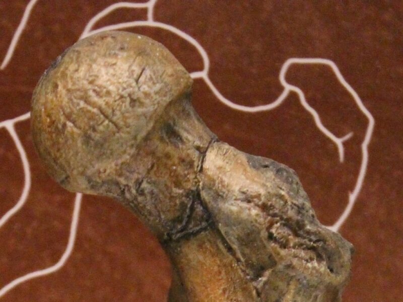 Orrorin tugenensis, fémur (BAR 1000’00), NMNH